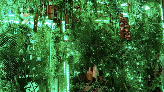 L&rsquo;Amazonas Bar : Une Échappée Amazonienne au Cœur de Paris