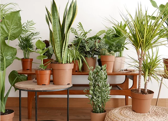 La Jungle Parisienne: Plus de Verdure dans Votre Studio que sur les Champs-Élysées!