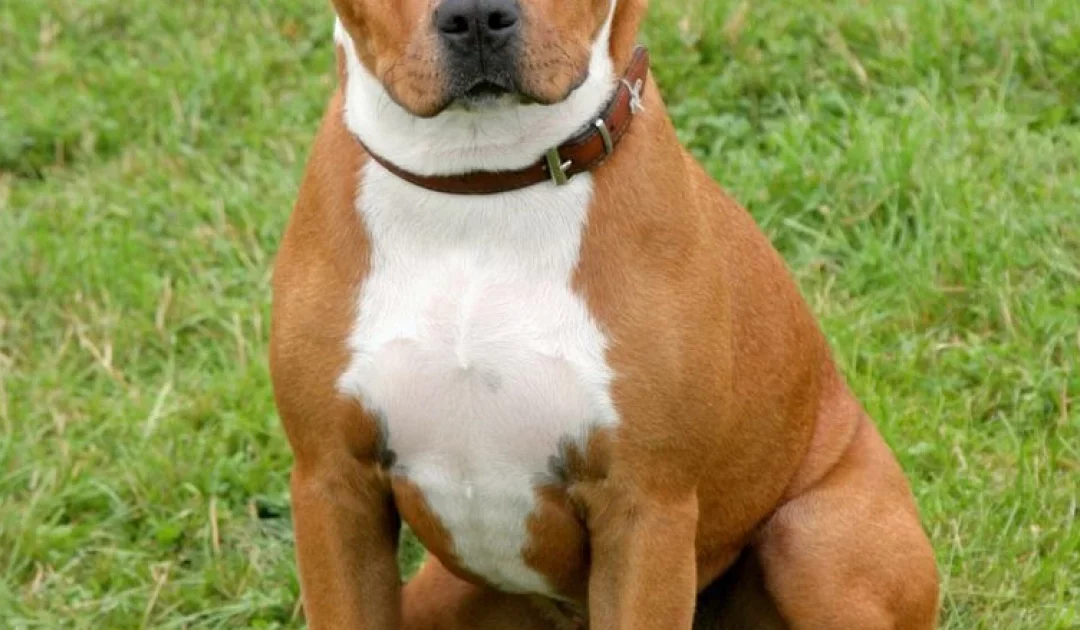 Nanterre : Justice Pour Une Chienne Jetée du 9e Étage