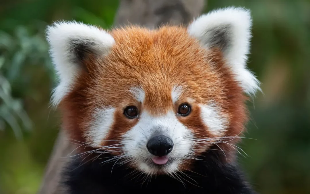 Flammes rouges au jardin des plantes: Bien plus que de mignonnes boules de poils