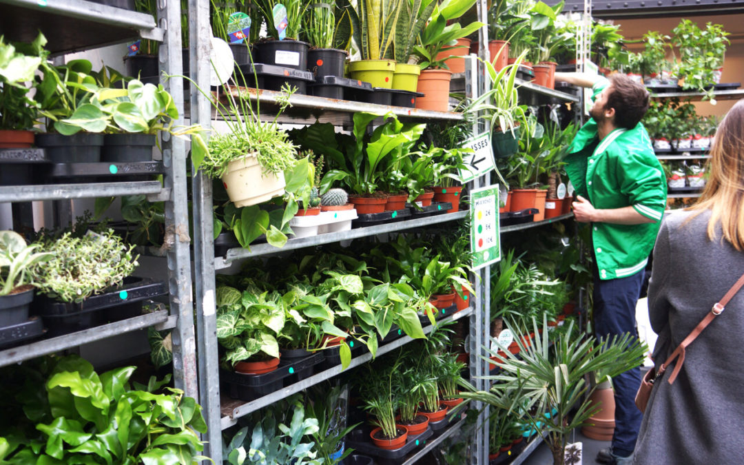 Plantes pour Tous : la révolution verte à petit prix débarque à Paris