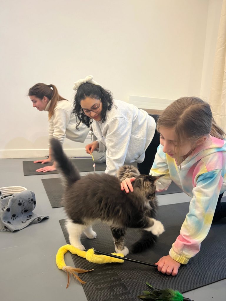 kitten-yoga-bien-etre