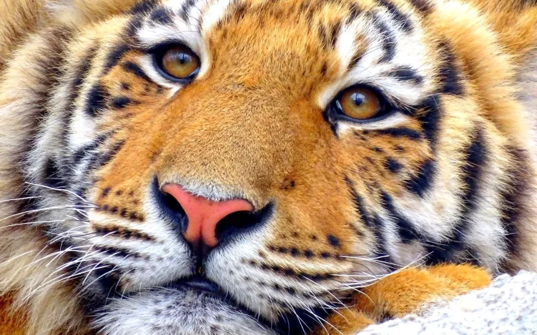 Paris : la tigresse Mévy, abattue en 2017, bientôt honorée d&rsquo;une place à son nom?