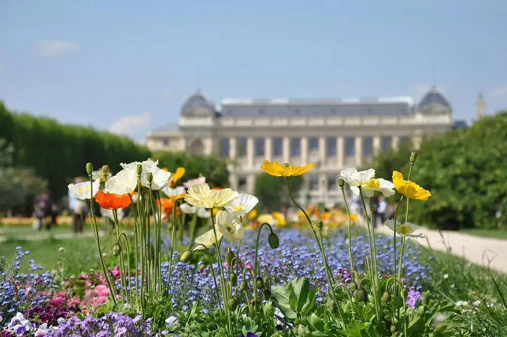 Plantes pour tous : l&rsquo;affrontement vert dans Paris urbain
