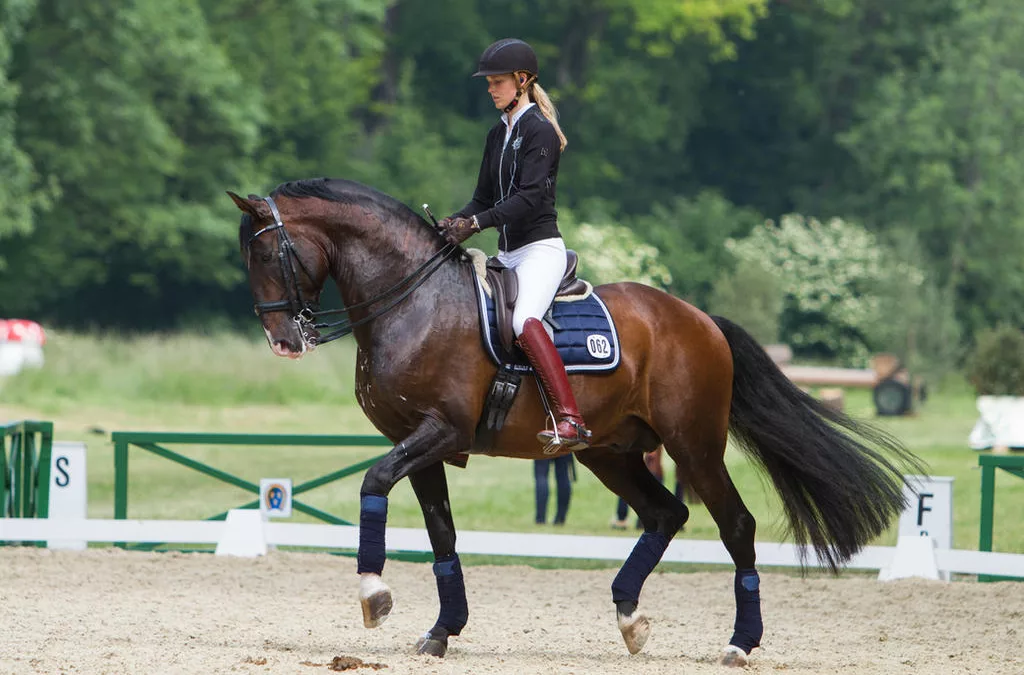 Le sable des épreuves équestres : un passage insolite de Versailles à Saint-Lô