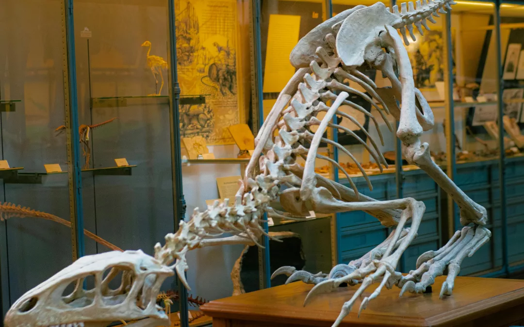 Muséum Histoire naturelle Paris : fréquentation, urgences, réouvertures